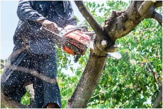 tree services Beaver